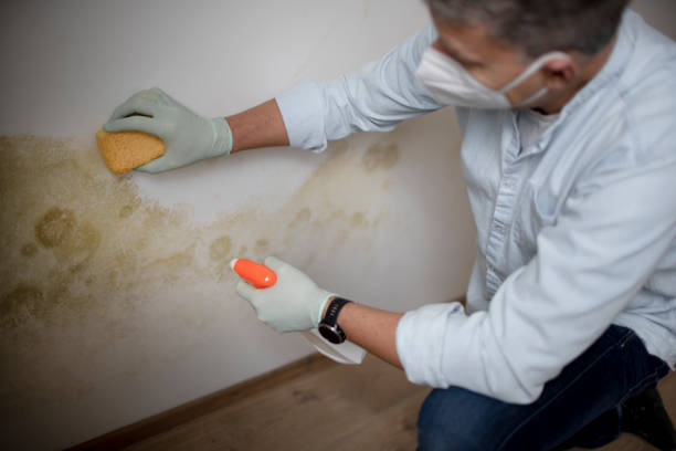 Best Basement Mold Remediation in Butner, NC